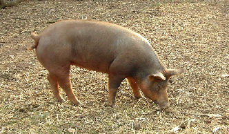 Pig grazing